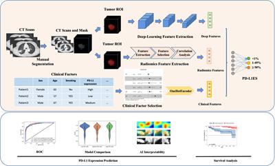 Non-Invasive Measurement Using Deep Learning Algorithm Based on Multi-Source Features Fusion to Predict PD-L1 Expression and Survival in NSCLC